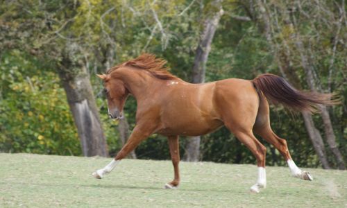 cheval_galop